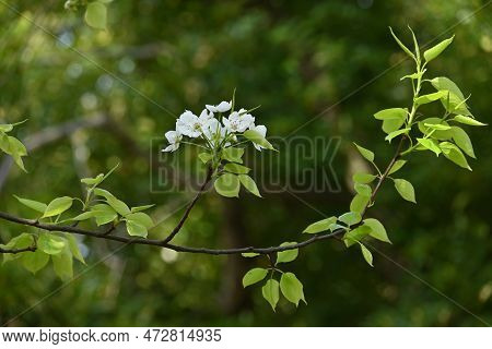 Japanese Sand Pear ( Pyrus Pyrifolia ) Flowers. Beautiful White Flowers Bloom From April To May, And