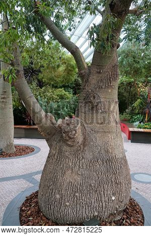 The Narrow-leaved Queensland Bottle Tree, Also Known With Scientific Name Brachychiton Rupestris