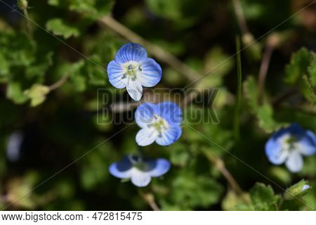 Persian Speedwell ( Veronica Persica ) Flowers.plantaginaceae Biennial Weeds. It Grows Along Roadsid