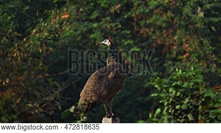 Rajkot,gujara,india. March-02-2023.indian Peafowl (peahen) In The Farm