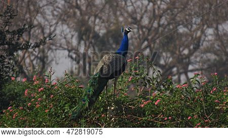 Rajkot,gujara,india. March-02-2023. Indian Peafowl (peacock) Standing On Pole Surrounded By Flowers.
