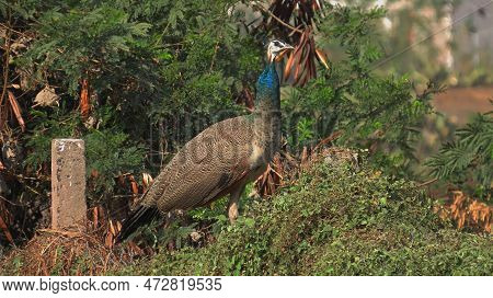 Rajkot,gujara,india. March-02-2023. Indian Peafowl (peahen) Looking Towards To Photographer.