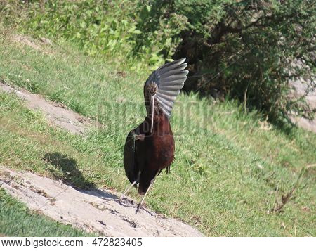 Rajkot,gujarat,india. March-04-2023.glossy Ibis ( Plegadis Falcinellus)having Sun Bath In Some Open 