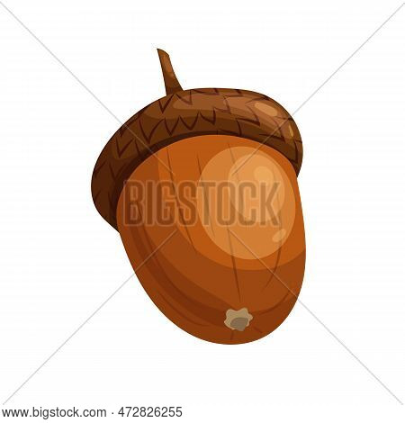 Acorn Brown Seed Cartoon. Oak Nut, Tree Nature, Autumn Dried, Fruit Season, Leaf Branch, Object Grow