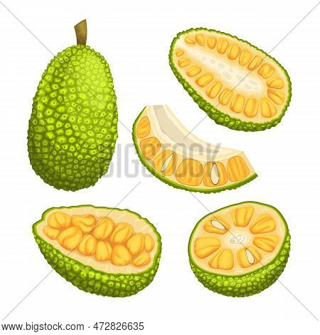 Jackfruit Organic Food Set Cartoon. Delicious Healthy, Tropical Agriculture, Nature Asian, Sweet, Fr
