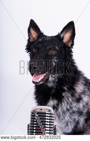 Mudi Dog With Microphone On White Studio Background