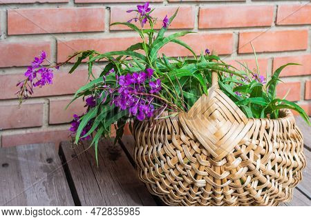 Large Wicker Basket With Rosebay Willowherb Or Fireweed. Pink Fireweed Flowers Are Collected In A Me
