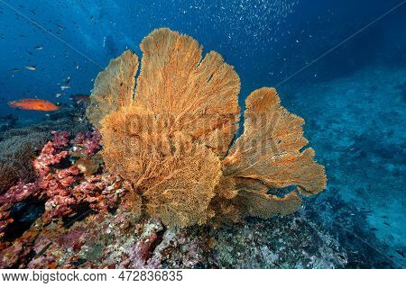 Giant Branching Gorgonian Sea Fan Coral (seafan) With Colorful Soft Coral Reef And Marine Life At No