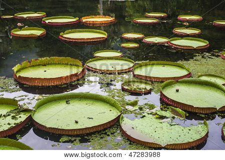 Victoria Regia, Brasilien