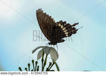 A Striped Wing Common Mormon(papilio Polytes) Butterfly Pollinating Nourishing Stinking A Flower