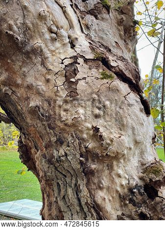 Tree Disease. Closeup Of Old Deformed Oak Leaf Tree Trunk With Tubers, Knots And Bumps.