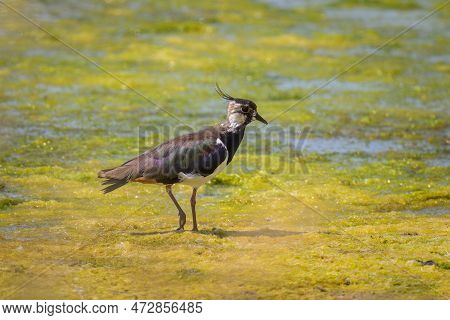 A Northern Lapwing (vanellus Vanellus) Standing Near A Pond, Sunny Day In Summer, Northern France