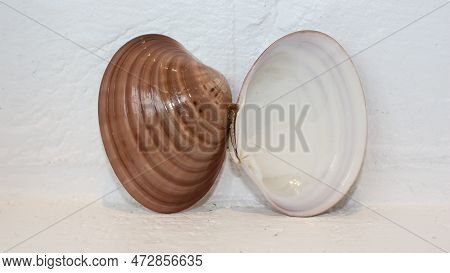 Seashell Of Bivalve Mollusc Smooth Clam (callista Chione) On A Neutral Background. Place Of Find: Ae