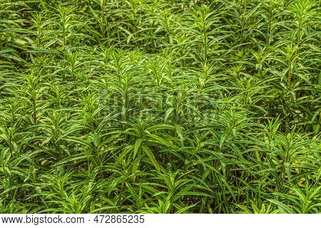 Young Spring Fireweed Angustifolia, Or Koporsky Tea, Or Khamenereum Angustifolia Before Flowering. G