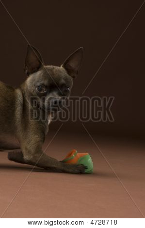 Brun Applehead Chihuahua