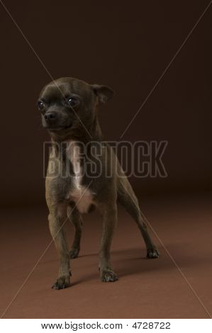 Brun Applehead Chihuahua