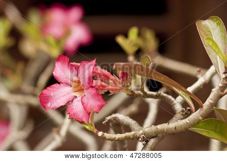 Adenium Obesum blomst