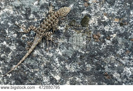 Lizard Perched On Lichen Encrusted Granite With Copy Space