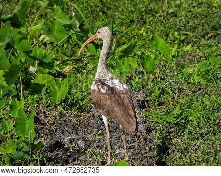 Immature White Ibis At Lake Apopka Wilflife Refuge