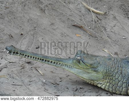 A Captive Indian Gharial In Tampa, Florida