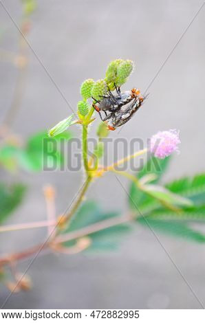 A Mating Fly Insect Isolated, The Nautr Concept