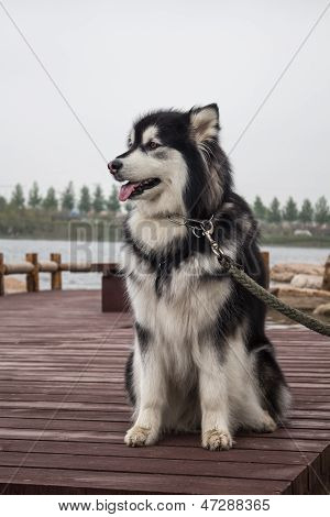 Alaskan malamute