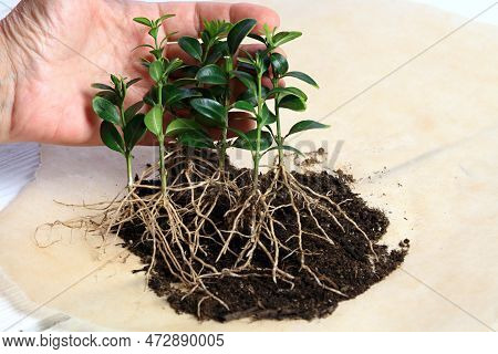 Vegetative Image & Photo (Free Trial) | Bigstock