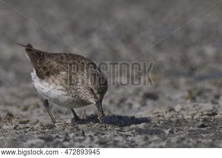 White-rumped Sandpiper (calidris Fuscicollis) Searching For Food Along The Coast Of Sea Lion Island 