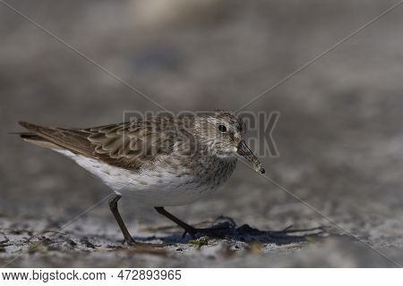 White-rumped Sandpiper (calidris Fuscicollis) Searching For Food Along The Coast Of Sea Lion Island 