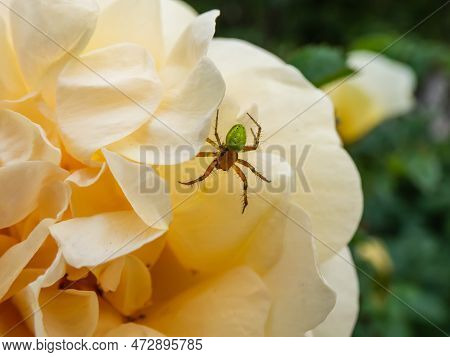 Close-up Of The Cucumber Green Spider (araniella Cucurbitina) On A Yellow Flower Petal Of A Rose In 