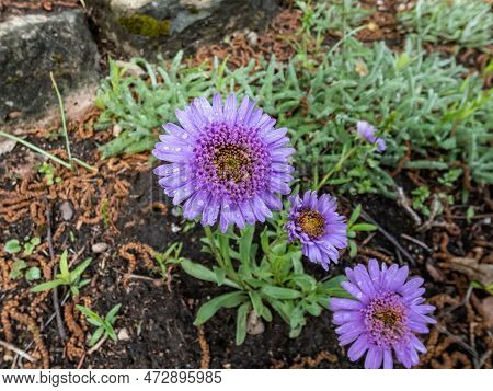 Close Up Shot Of The Alpin Aster Or Blue Alpine Daisy (aster Alpinus) Flowering With Large Daisy-lik