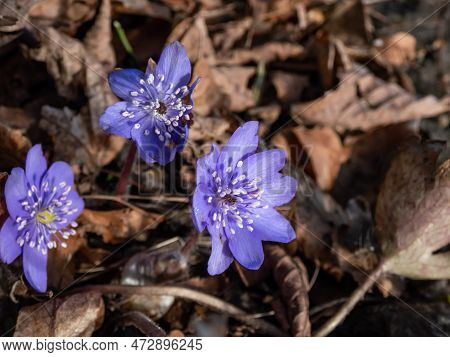Close-up Of Beautiful, Purple First Spring Bloomers - Wildflowers Large Blue Hepatica (hepatica Tran