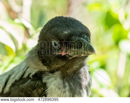 Extreme Close-up Shot Of The Juvenile Hooded Crow (corvus Cornix) With Dark Plumage With Blue And Gr