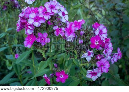 Pink And Purple Phlox Flower Buds Among The Green Foliage. Bloom Phloxes For Publication, Design, Po