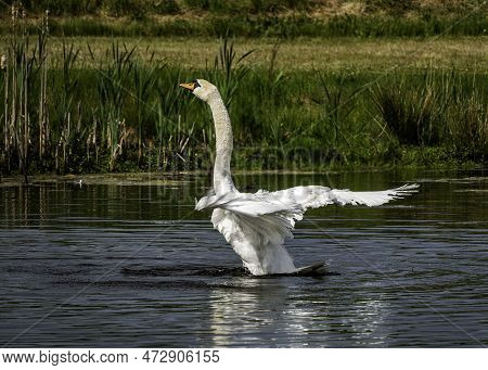 A White Mute Swan Stretches On The Water With Wings Spread Wide With Lot Of Waterdrops