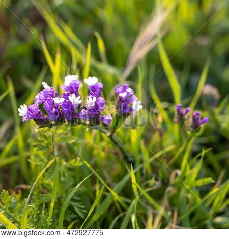 Limonium Sinuatum, Commonly Known As Wavyleaf Sea Lavender, Statice, Sea Lavender, Notch Leaf Marsh 