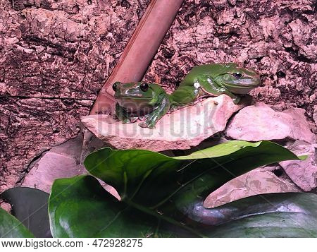 Two Green Exotic Frogs On A Pink Background Sit In A Terrarium On A Stone.