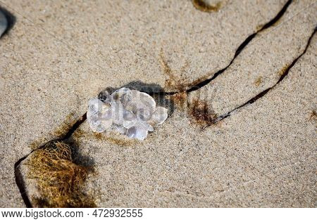 The Remains Of A Washed-up Jellyfish On The Beach Of The Baltic Sea.