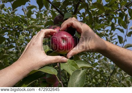 Mens And Womens Hands Make Heart Shape With Hands Around Apple. Healthy Life Concept