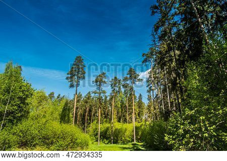 Beautiful Green Forest With Big Trees . High Quality Photo