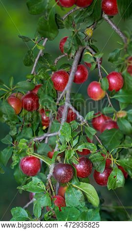 On A Branch Of A Fruit Tree Hang Many Ripe Fruits In Late Summer, Plums, Mirabelles Or The Like.
