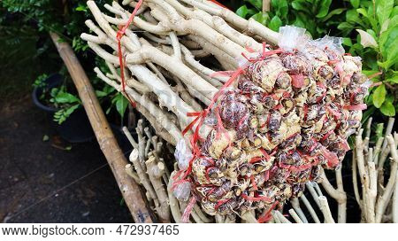 Climbing Wattle Graft. Close-up Of A Climbing Wattle Tree With Rope-bound Roots, Acacia, Cha-om (aca