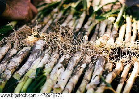 Man's Hand Placing Calçots, It Is A Variety Of Spring Onions. 