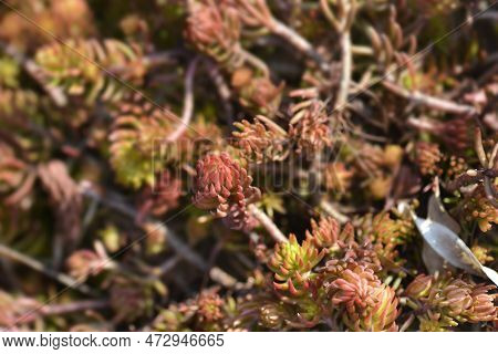 Rock Stonecrop Angelina Leaves In The Winter
