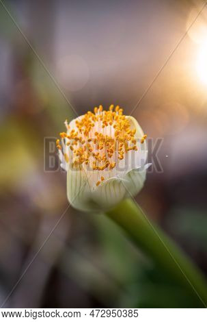The Flower Of The Elephant Ear, Alocasia Odora. Close-up Of An Exotic Flower.