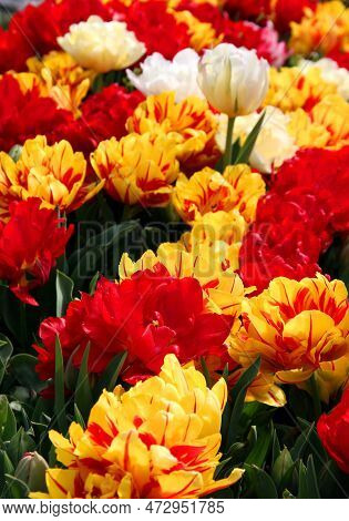 Bright Yellow, Red And White Tulips In Goztepe Park During The Annual Tulip Festival In Istanbul, Tu