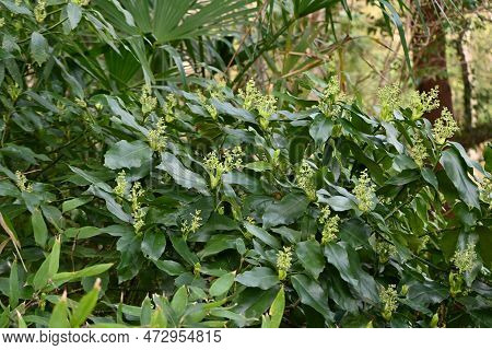 Aucuba Japonica. Native To Japan, Aucubaceae Evergreen Dioecious Shrub. The Flowering Season Is From