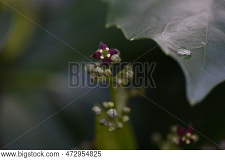 Aucuba Japonica. Native To Japan, Aucubaceae Evergreen Dioecious Shrub. The Flowering Season Is From