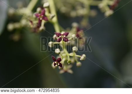 Aucuba Japonica. Native To Japan, Aucubaceae Evergreen Dioecious Shrub. The Flowering Season Is From
