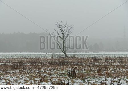 Lonely Leafless Tree On A Plain Covered With Meadows And Farmland. A Layer Of Snow Covers The Ground